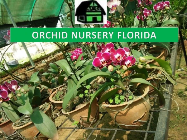 Beautiful Orchid Nursery in Florida