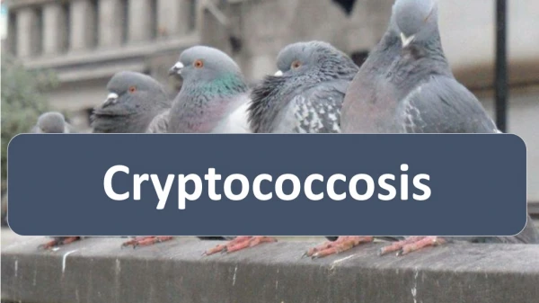 Cryptococcosis