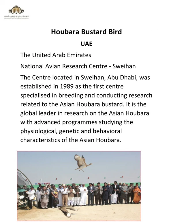 Houbara Bustard Bird - Houbarafund