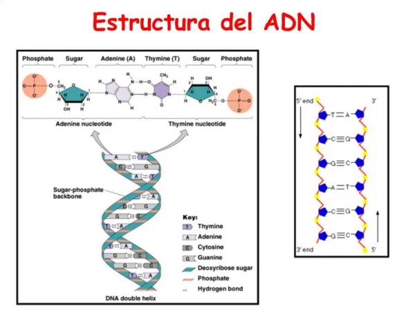 Estructura del ADN