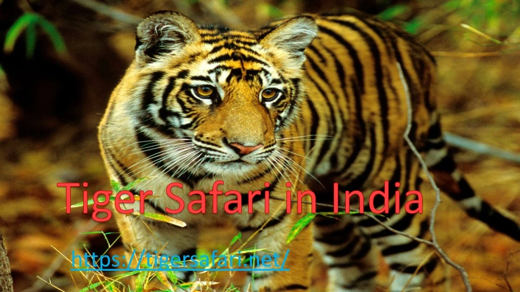tiger safari in india