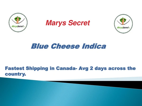 Blue Cheese Indica - Marys Secret