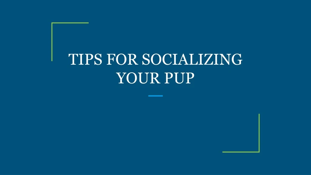 tips for socializing your pup