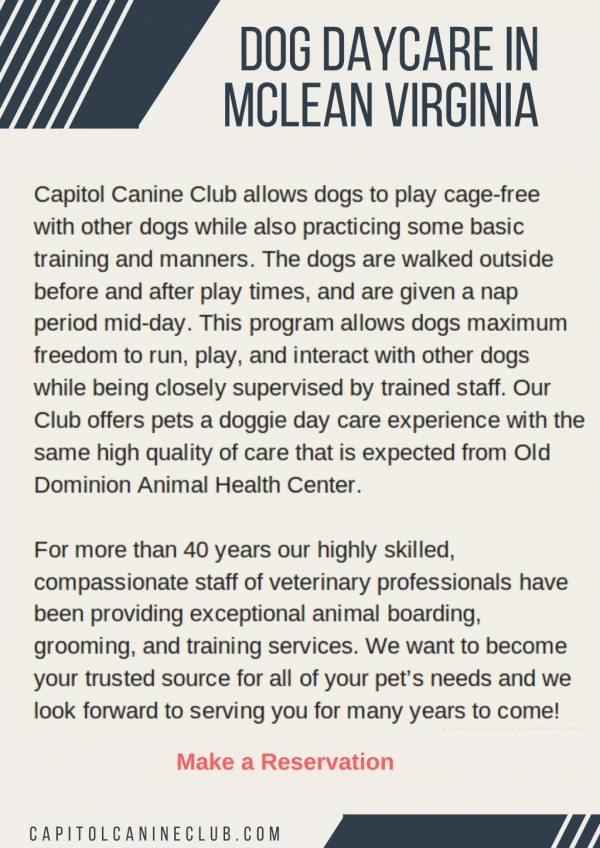 Dog Daycare & Boarding Services in McLean Virginia