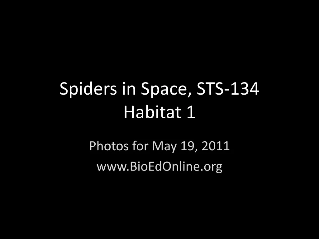 spiders in space sts 134 habitat 1