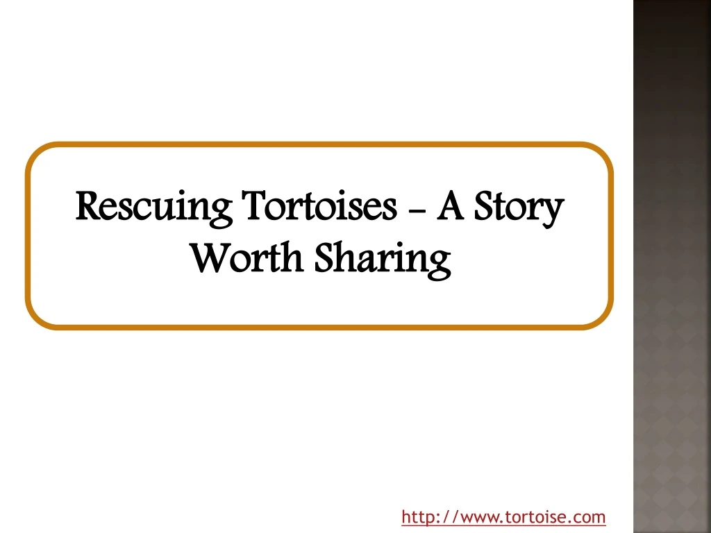 rescuing tortoises a story worth sharing