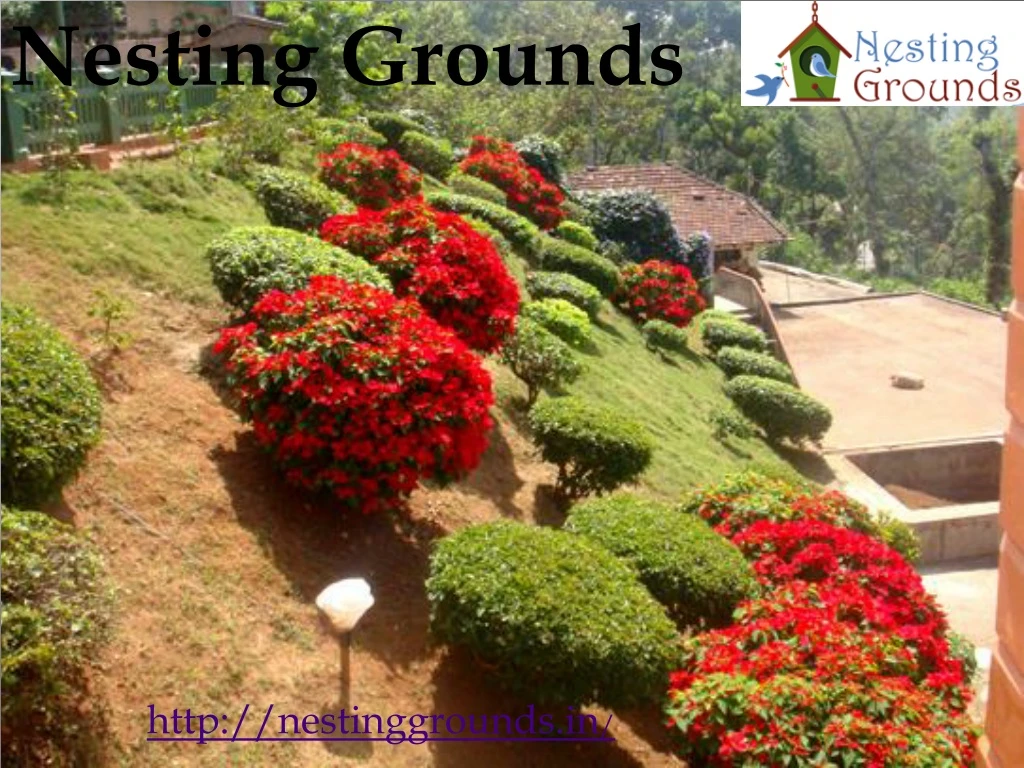 nesting grounds