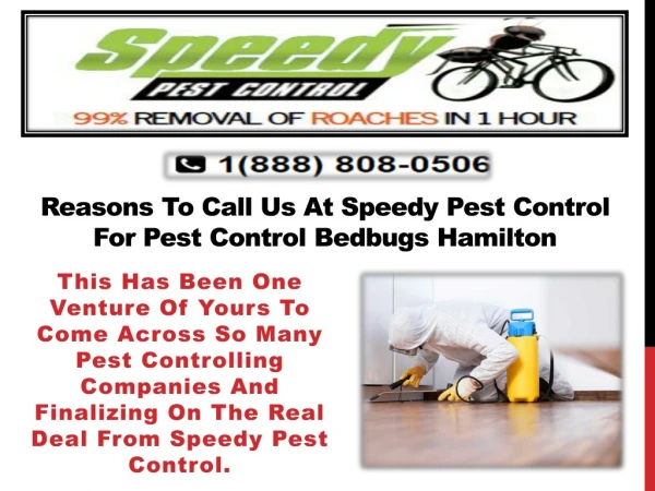Reasons To Call Us At Speedy Pest Control For Pest Control Bedbugs Hamilton