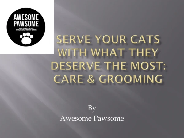 Serve Your Cats With What They Deserve The Most: Care & Grooming