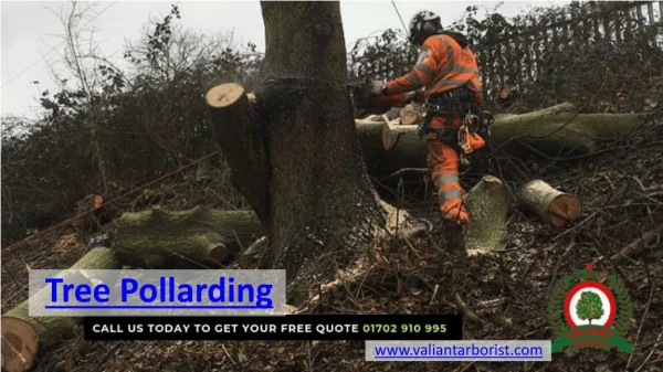 Tree Pollarding Service provided by Valiant Arborist