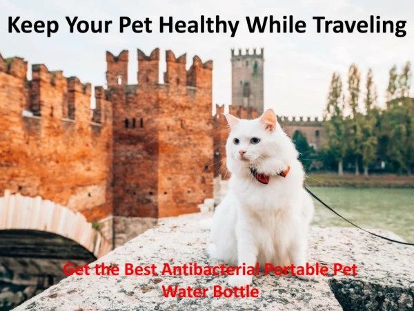 Keep Your Pet Healthy While Traveling