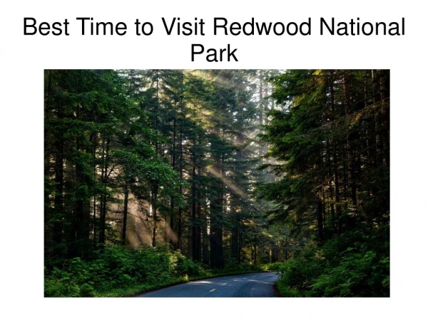 Best Time to Visit Redwood National Park