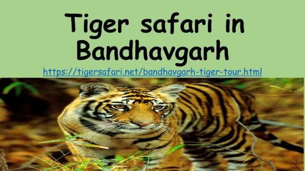 Tiger safari in Bandhavgarh