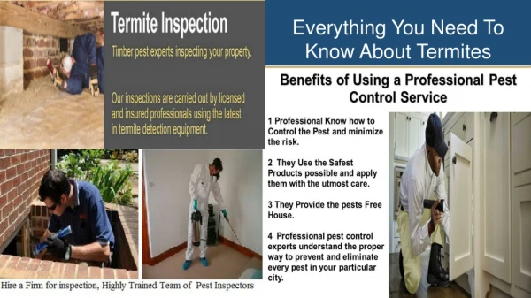 Everything You Need To Know About Termites