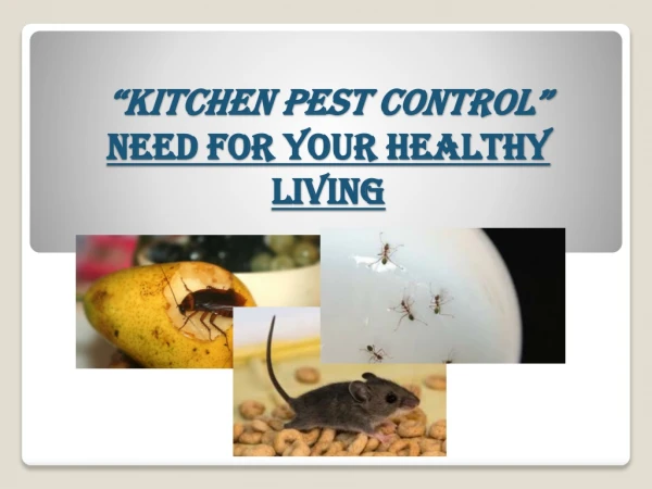 Kitchen Pest Control- need for your Healthy Living.