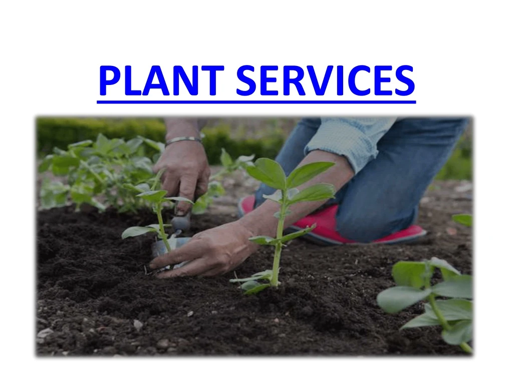 plant services