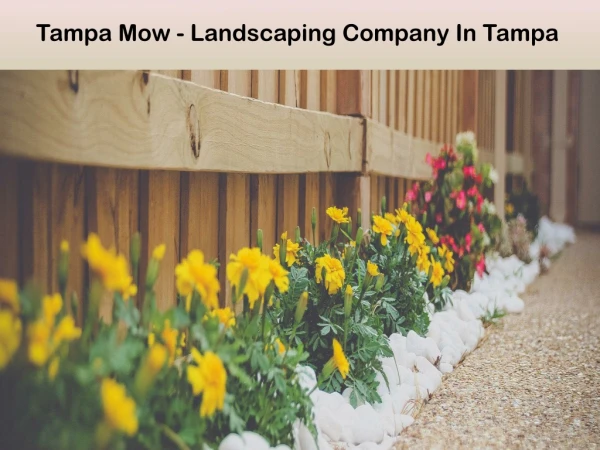 Tampa Mow - Landscaping Company In Tampa