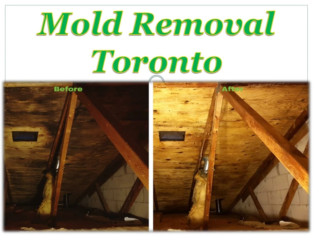mold removal toronto