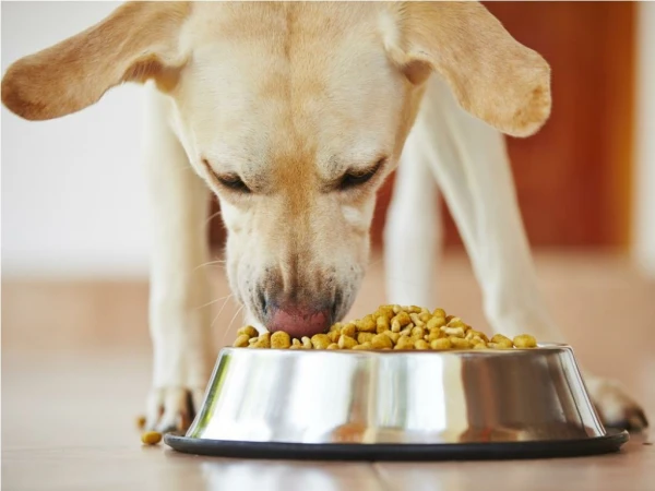 What You Should Think About Purchasing Puppy Sustenance