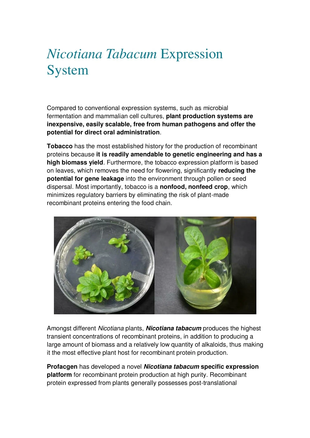 nicotiana tabacum expression system