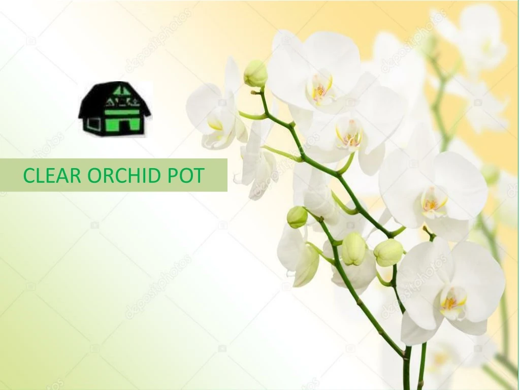 clear orchid pot