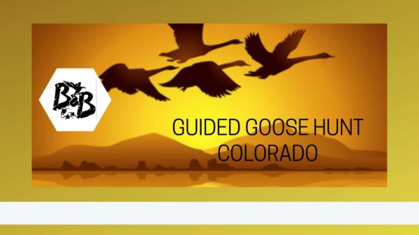 Guided Goose Hunt Colorado