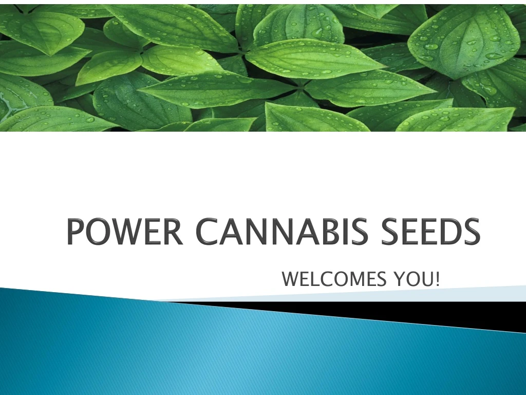 power cannabis seeds
