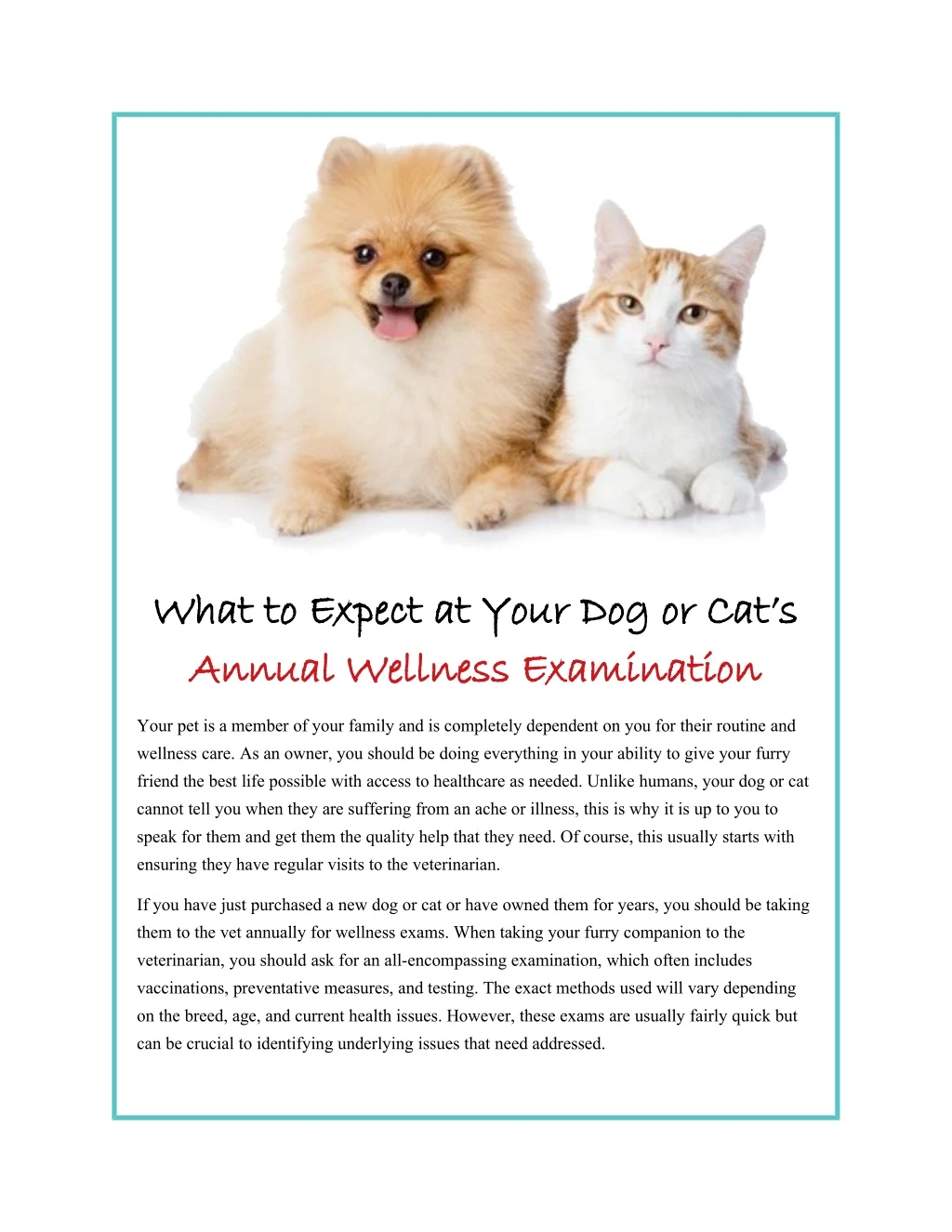 what to expect at your dog or cat s what