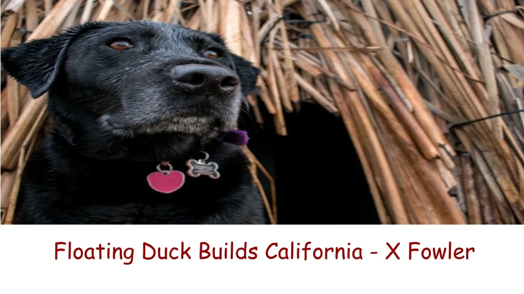 floating duck builds california x fowler