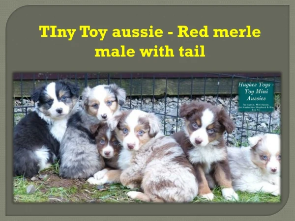 TIny Toy aussie - Red merle male with tail