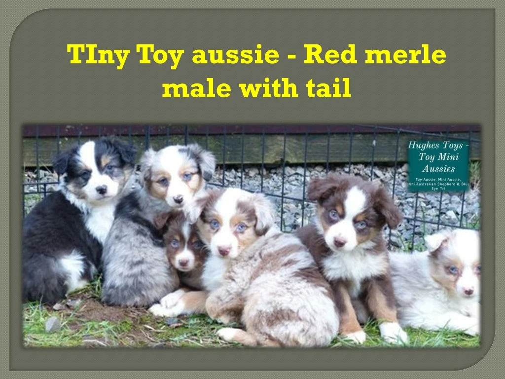 tiny toy aussie red merle male with tail