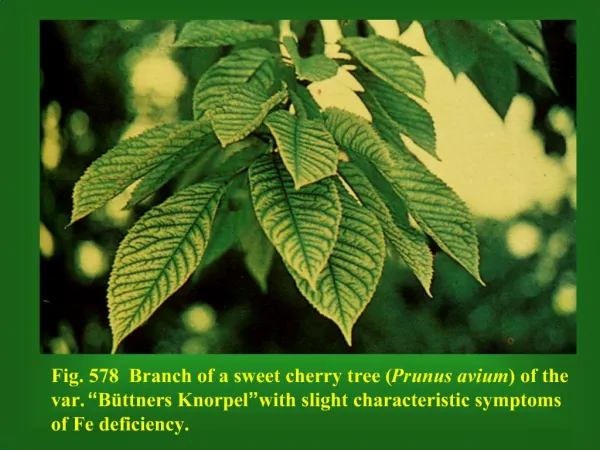 Fig. 578 Branch of a sweet cherry tree Prunus avium of the var. B ttners Knorpel with slight characteristic symptoms
