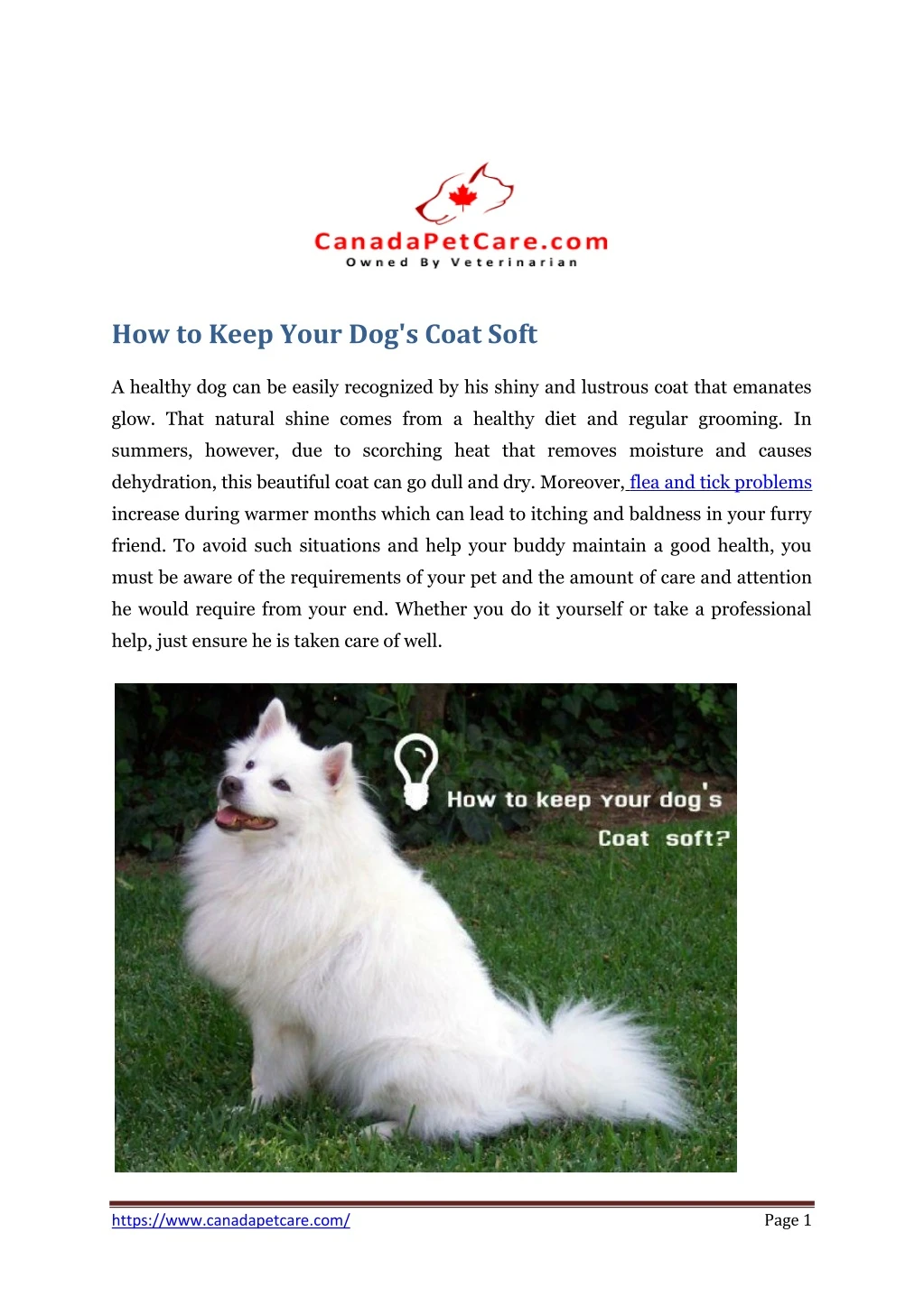 how to keep your dog s coat soft