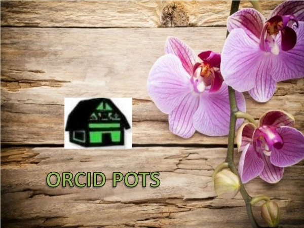 Orchid Pot online at Low Price