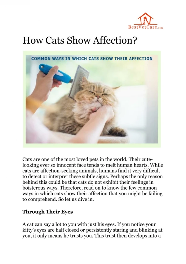 How Cats Show Affection?