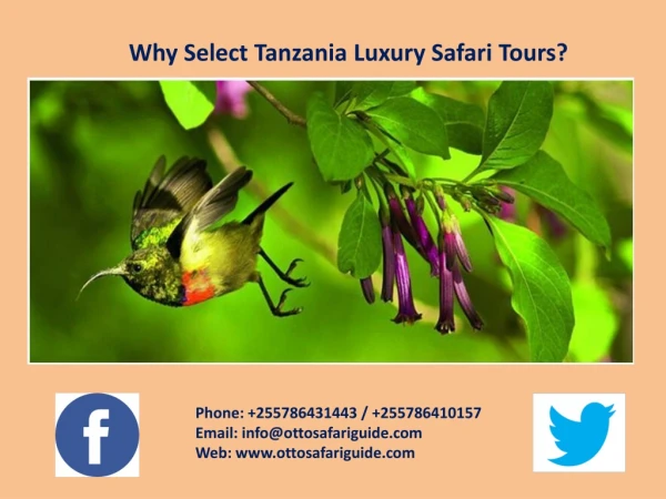 Why Select Tanzania Luxury Safari Tours?