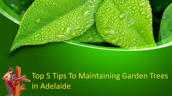 Top 5 Tips To Maintaining Garden Trees in Adelaide