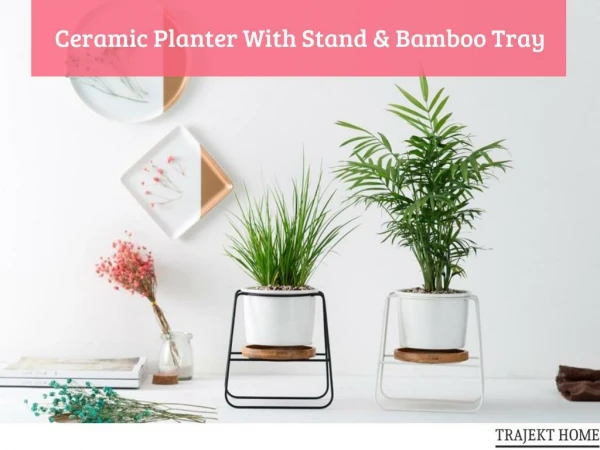 Home Decor For Plant Life | TrajektHome