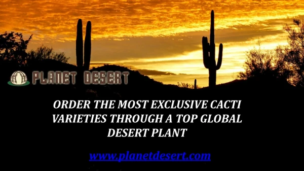Order the Most Exclusive Cacti Varieties Through a Top Global Desert Plant