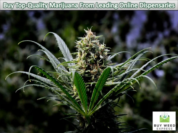 Buy Top-Quality Marijuana From Leading Online Dispensaries