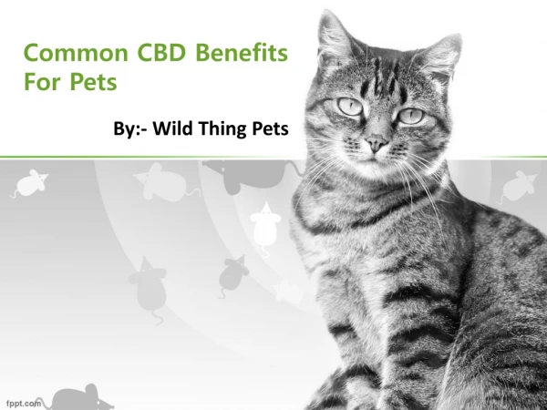 Common CBD Benefits For Pets