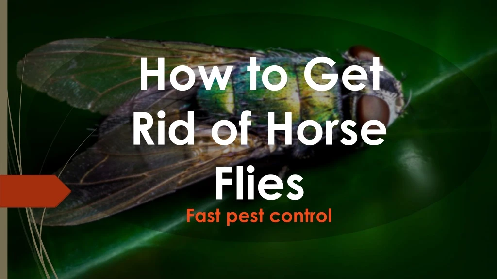 fast pest control