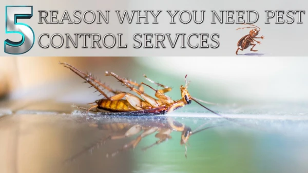 5 Reasons You Need Pest Control Services