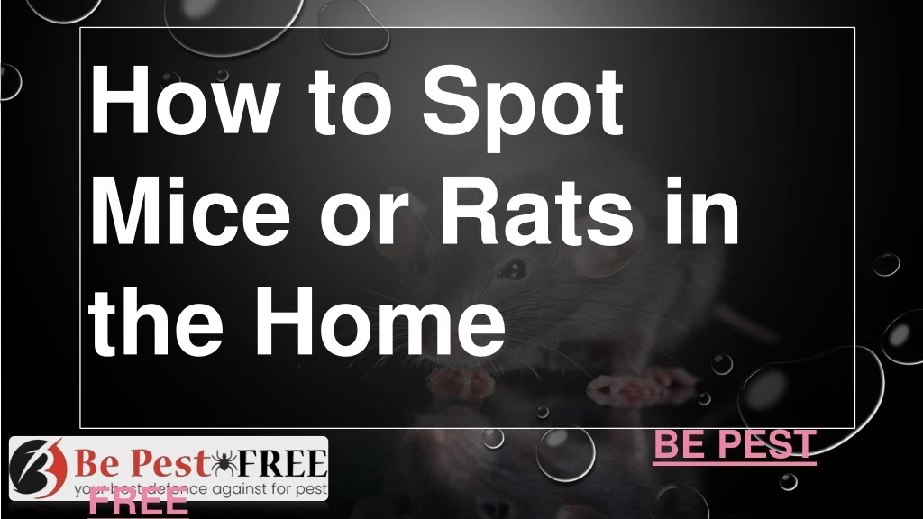 how to spot mice or rats in the home be pest free