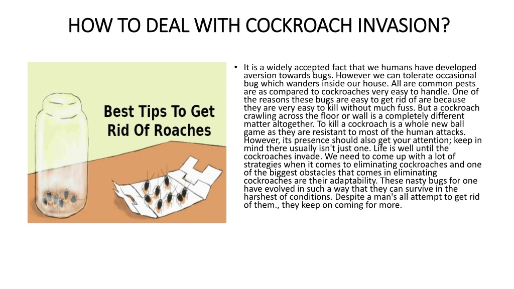 how to deal with cockroach invasion