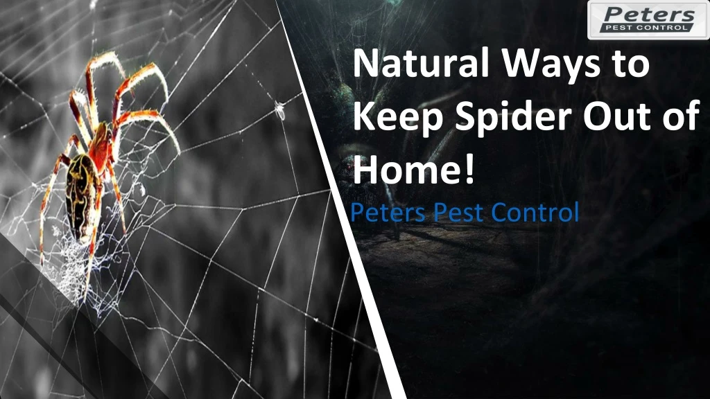 natural ways to keep spider out of home