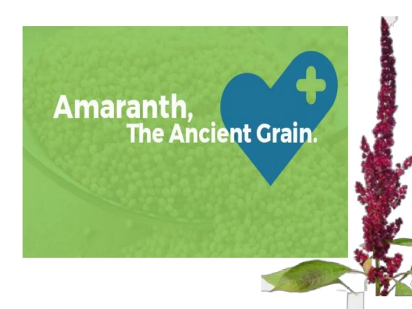 Amaranth - The Ancient Grain