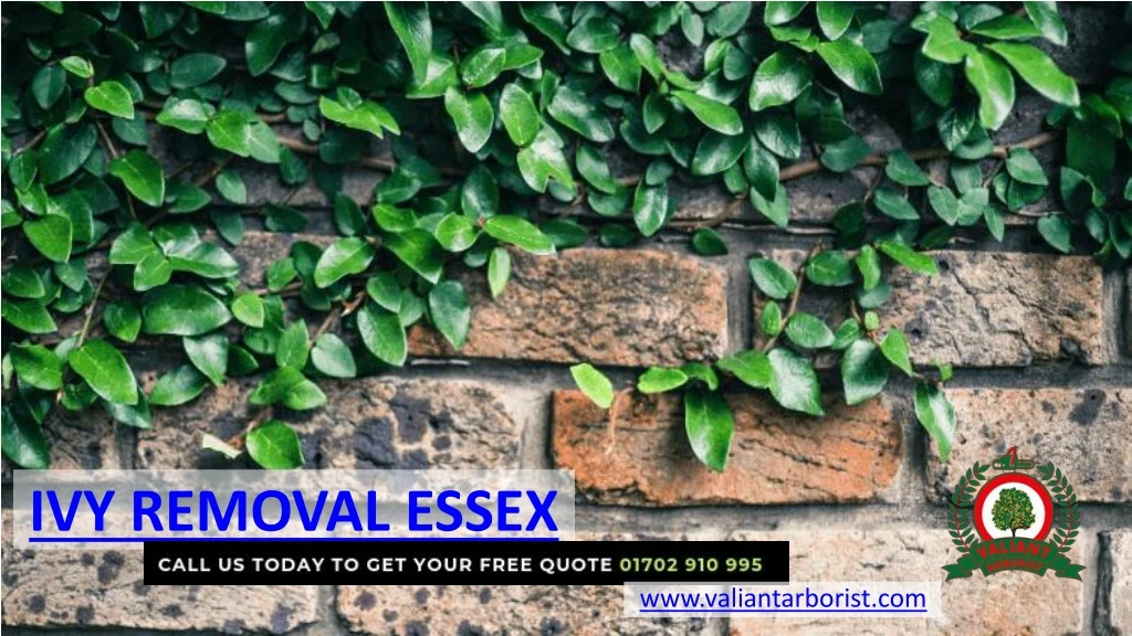 ivy removal essex