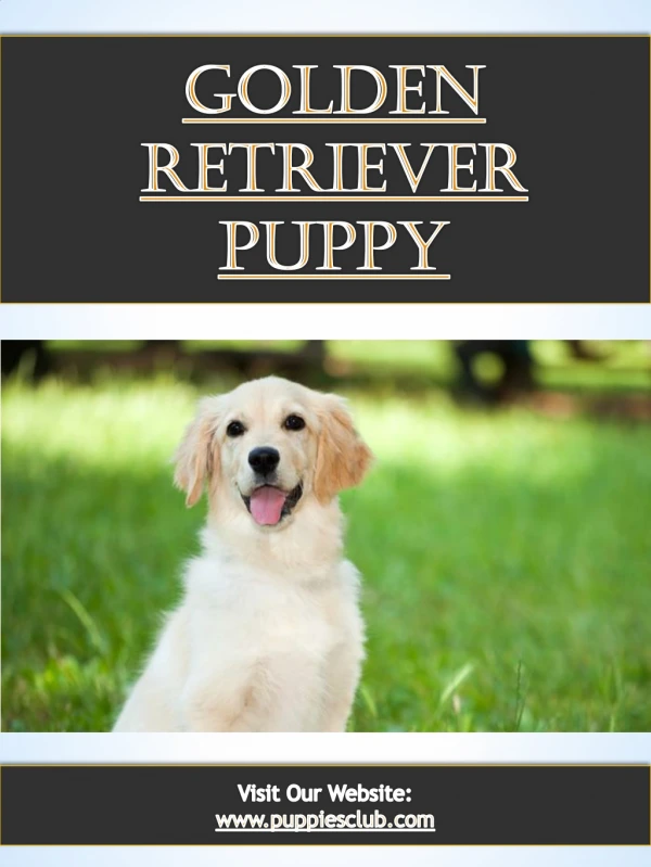 Golden Retriever Puppy| puppiesclub.com