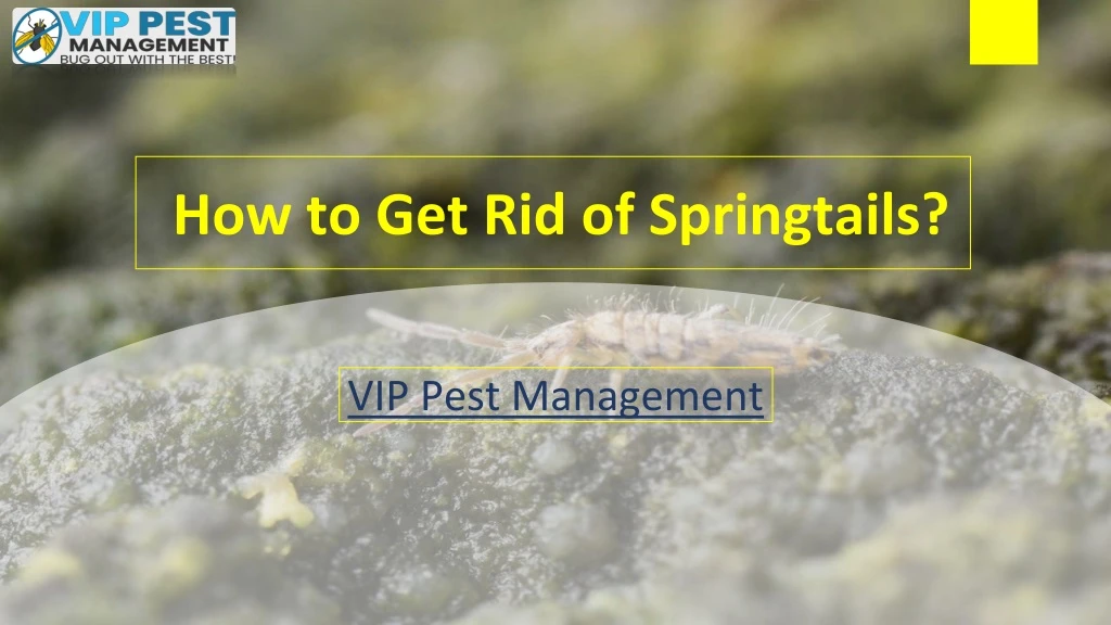 how to get rid of springtails